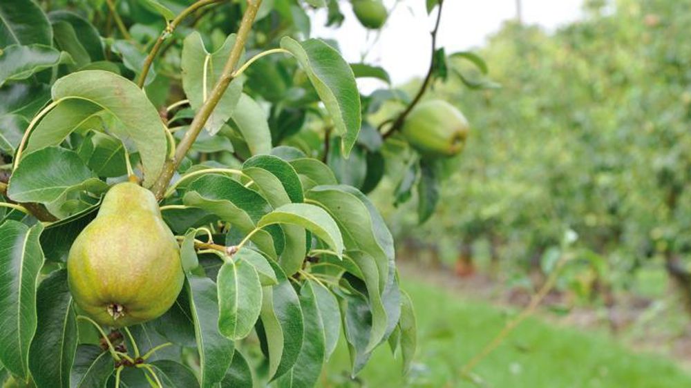 © P. Dufour / Interfel